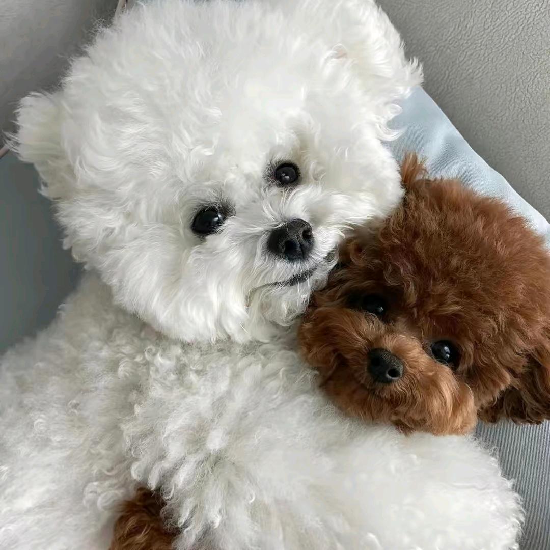 西安宠物汪汪队集合