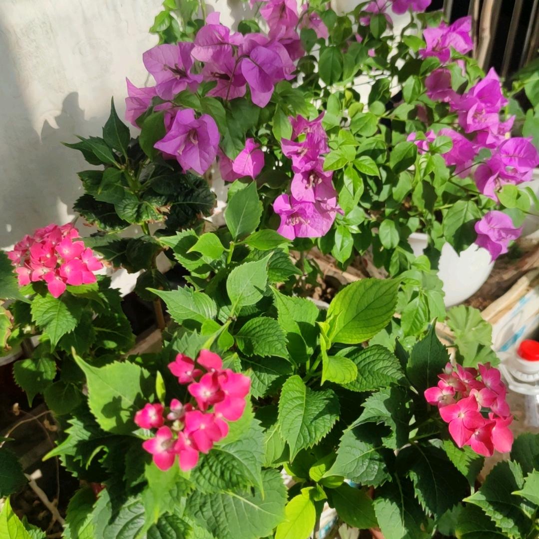 臭蛋霞天