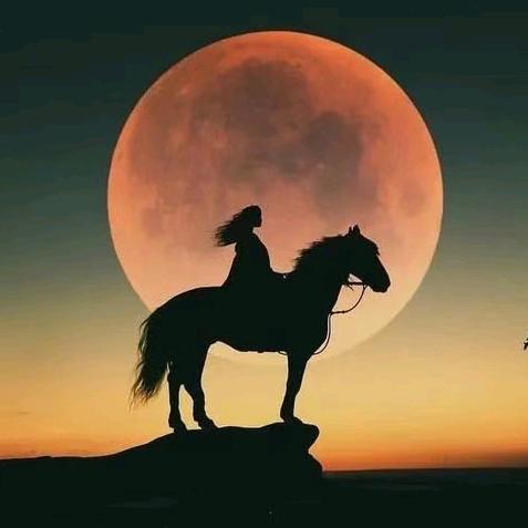 猛薅秃子那根毛