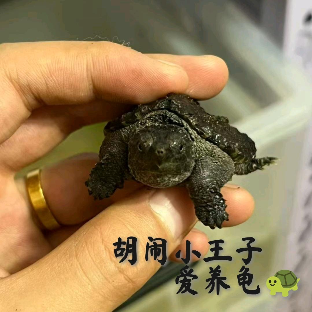 胡闹小王子 爱养龟🐢