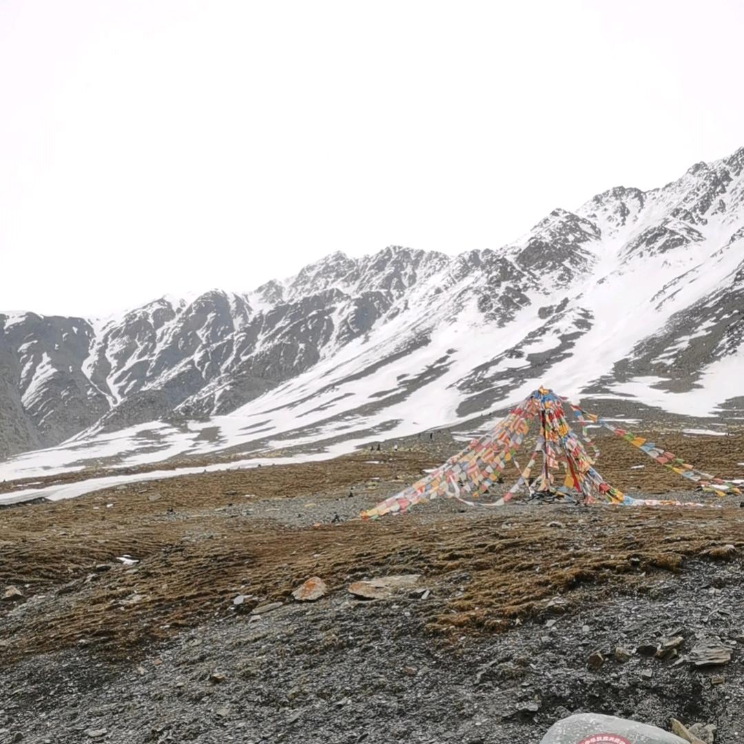 雪域草原牛羊肉生鲜