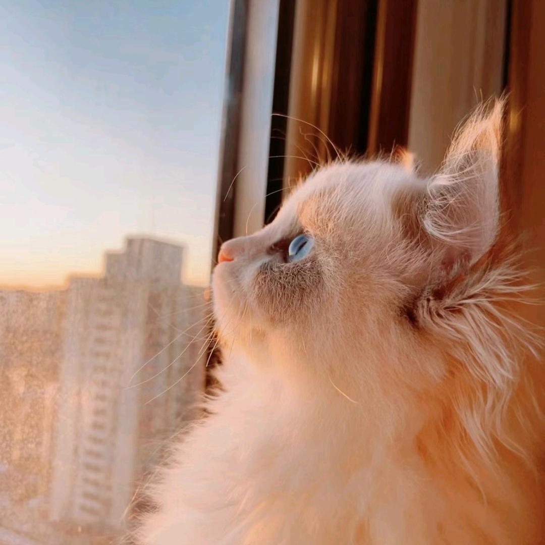 怘朲