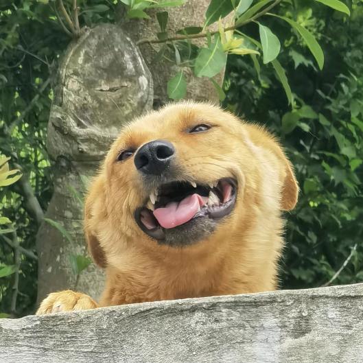 爱吃西瓜的西瓜条