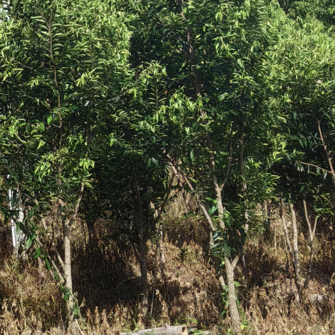 海南沉香种植基地