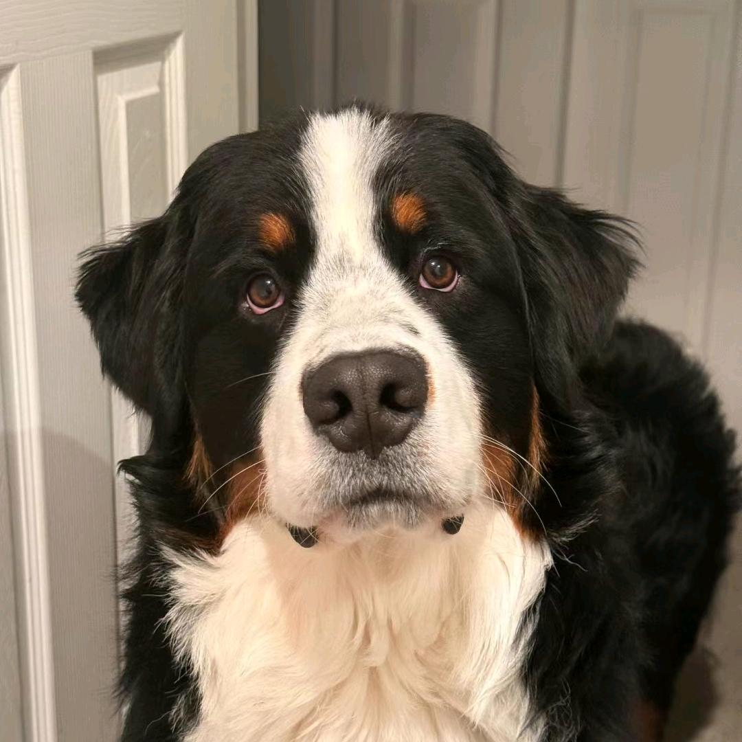 木星的白日昏睡树懒