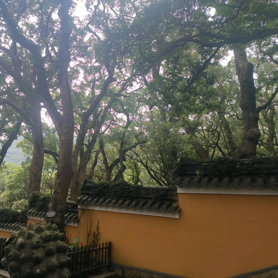 (锦鲤附体)