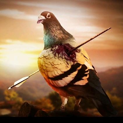🐦天落终结者🐦