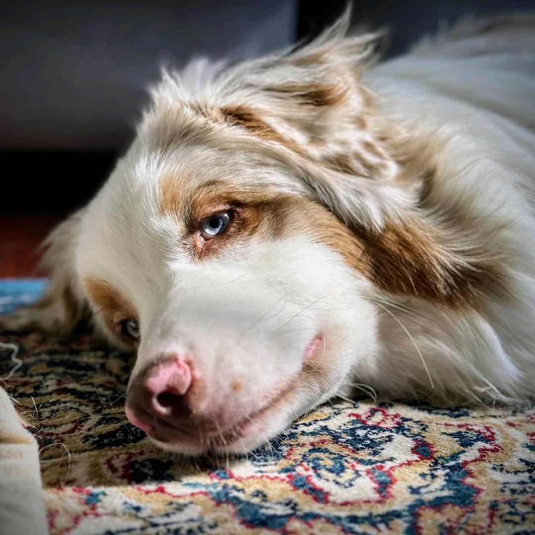 武爸家的＄Dollar🇨🇳