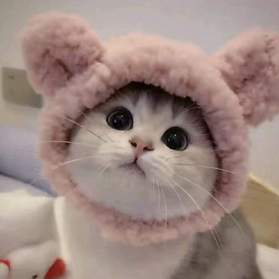番茄不炒蛋