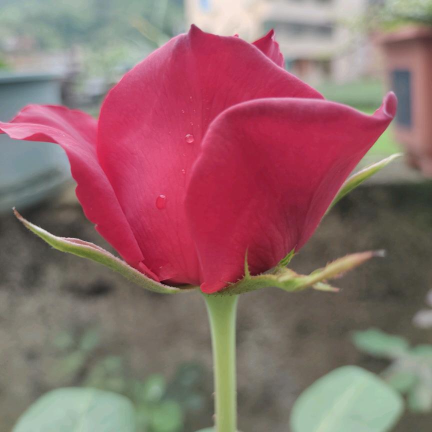 ໑ຼₒ₂₃ღ᭄仅此而已🕊꧔ꦿ