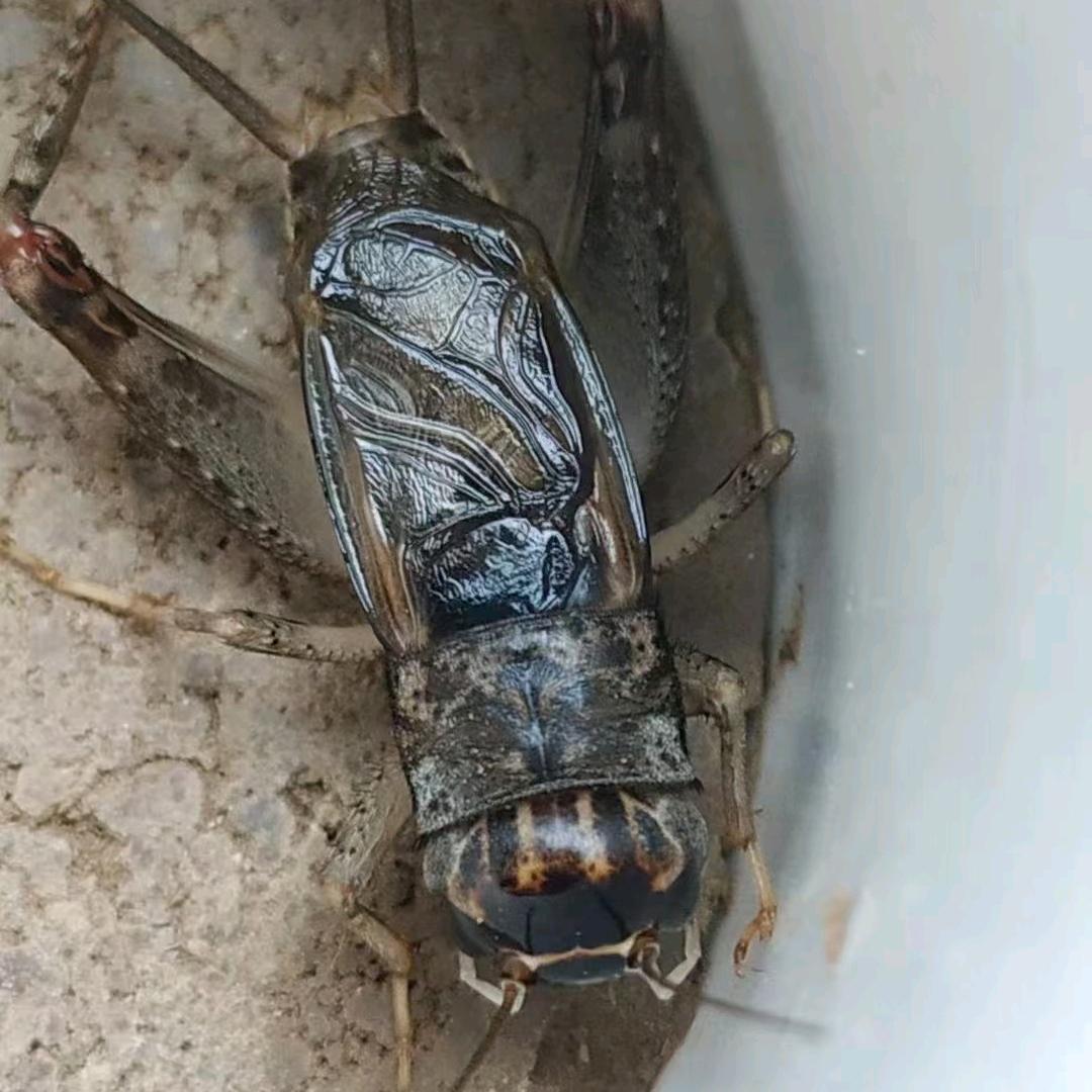 王芳，斗蟋！