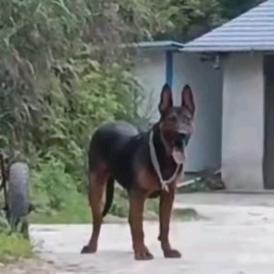 业余玩家