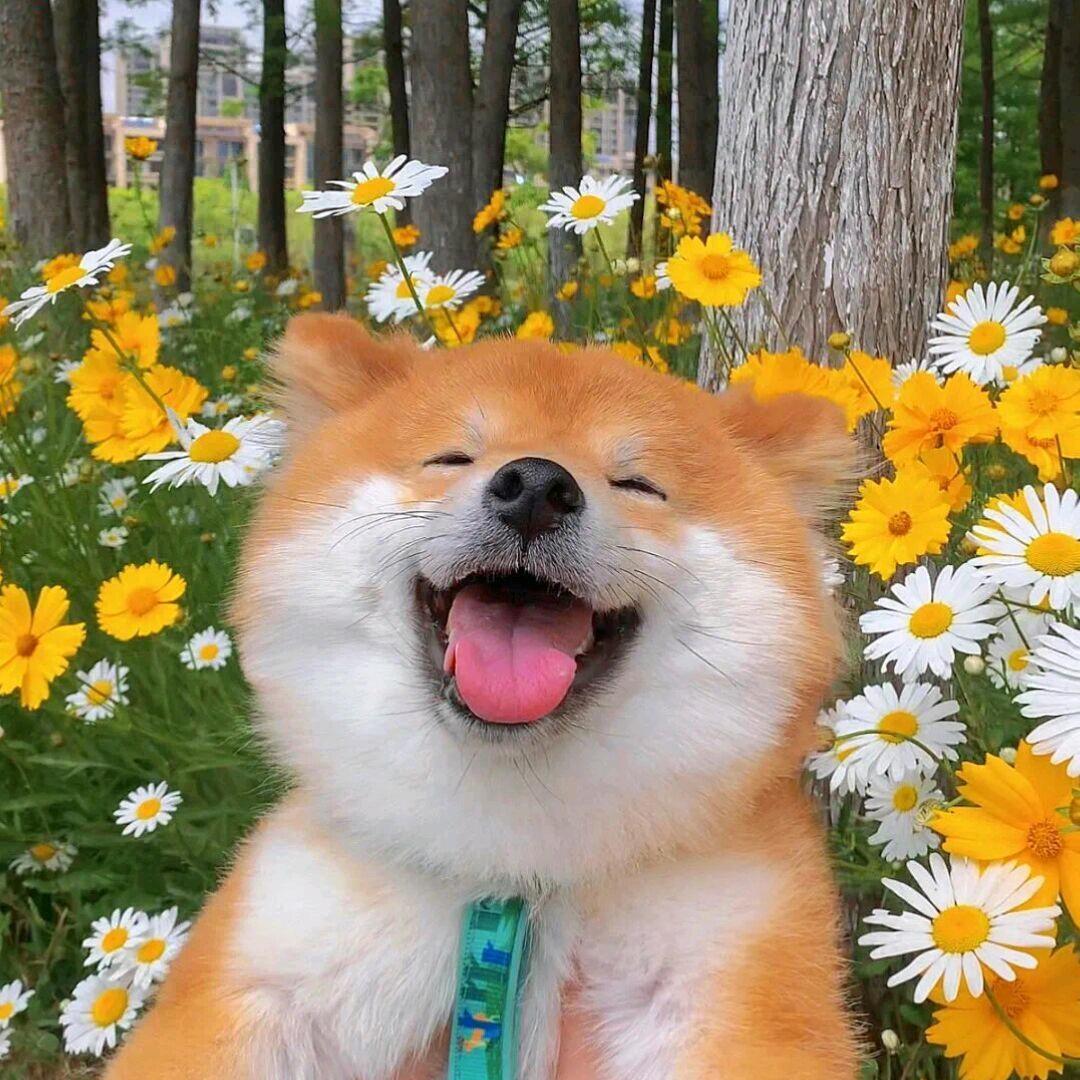 嗤笑今朝