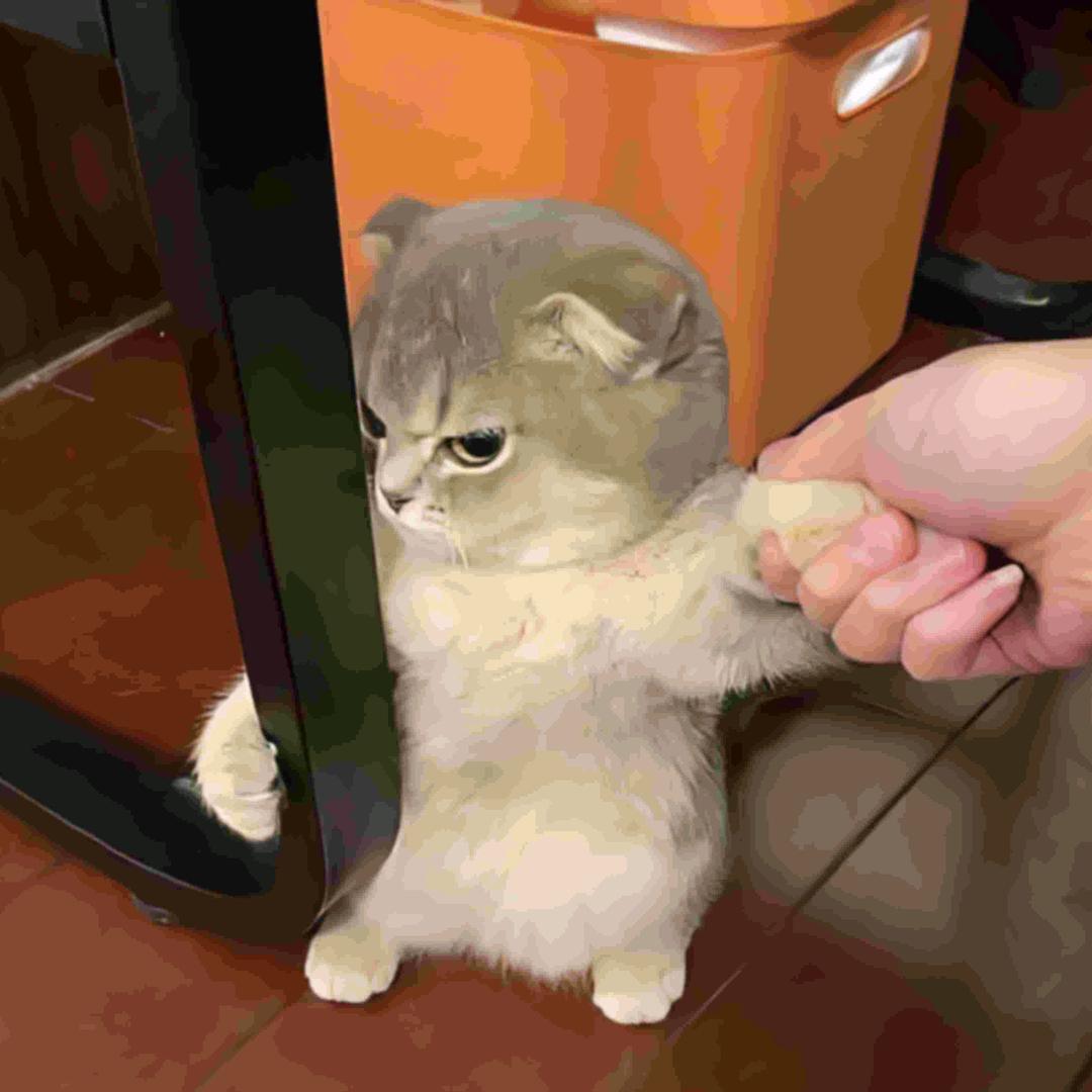 卡布达.