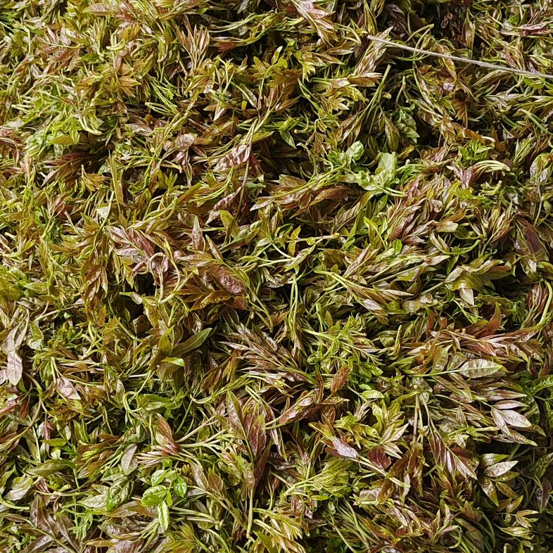 记住了一他沙莓茶基地