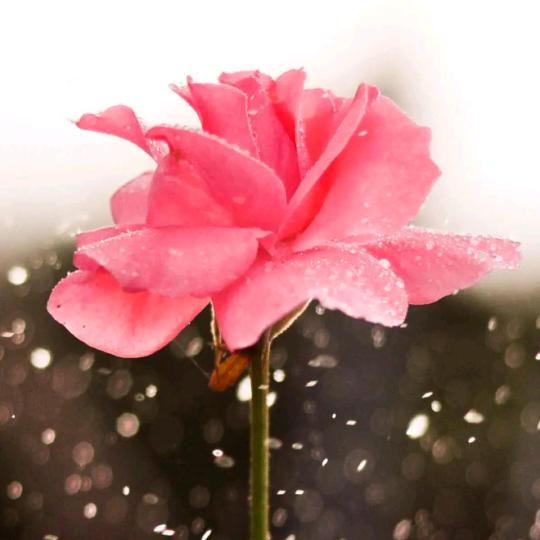眼中的回忆〆🌹🌹