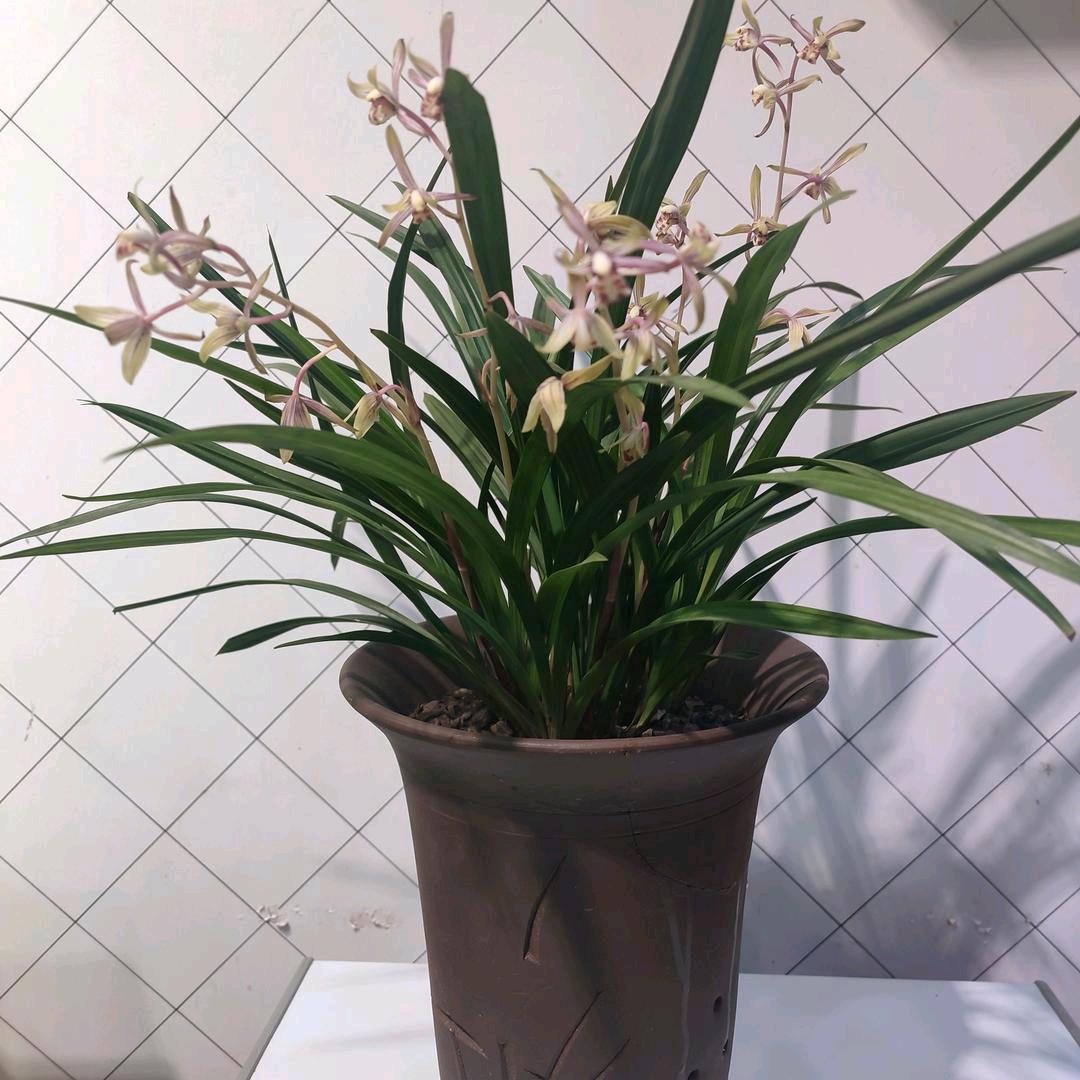 兰小花718