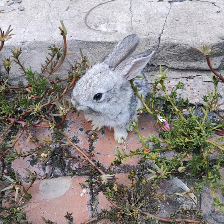 小灰兔
