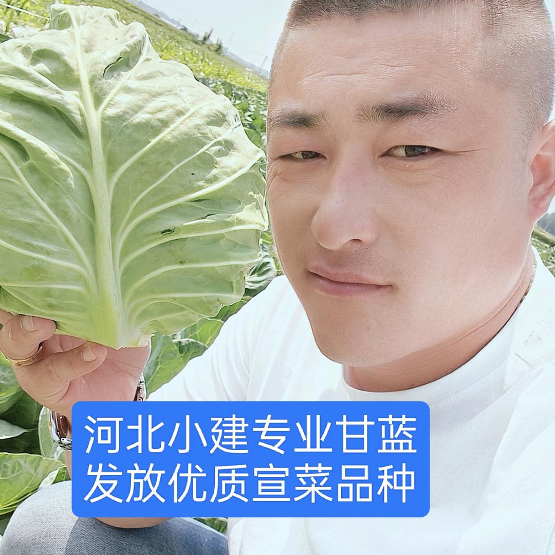 小建专业甘蓝发放优质宣菜种苗霞姐商贸