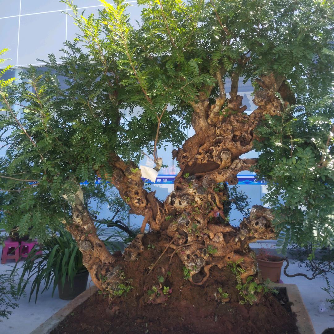春天花红