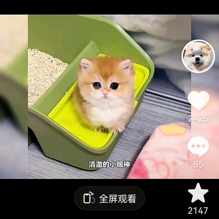 很小很小的苗苗