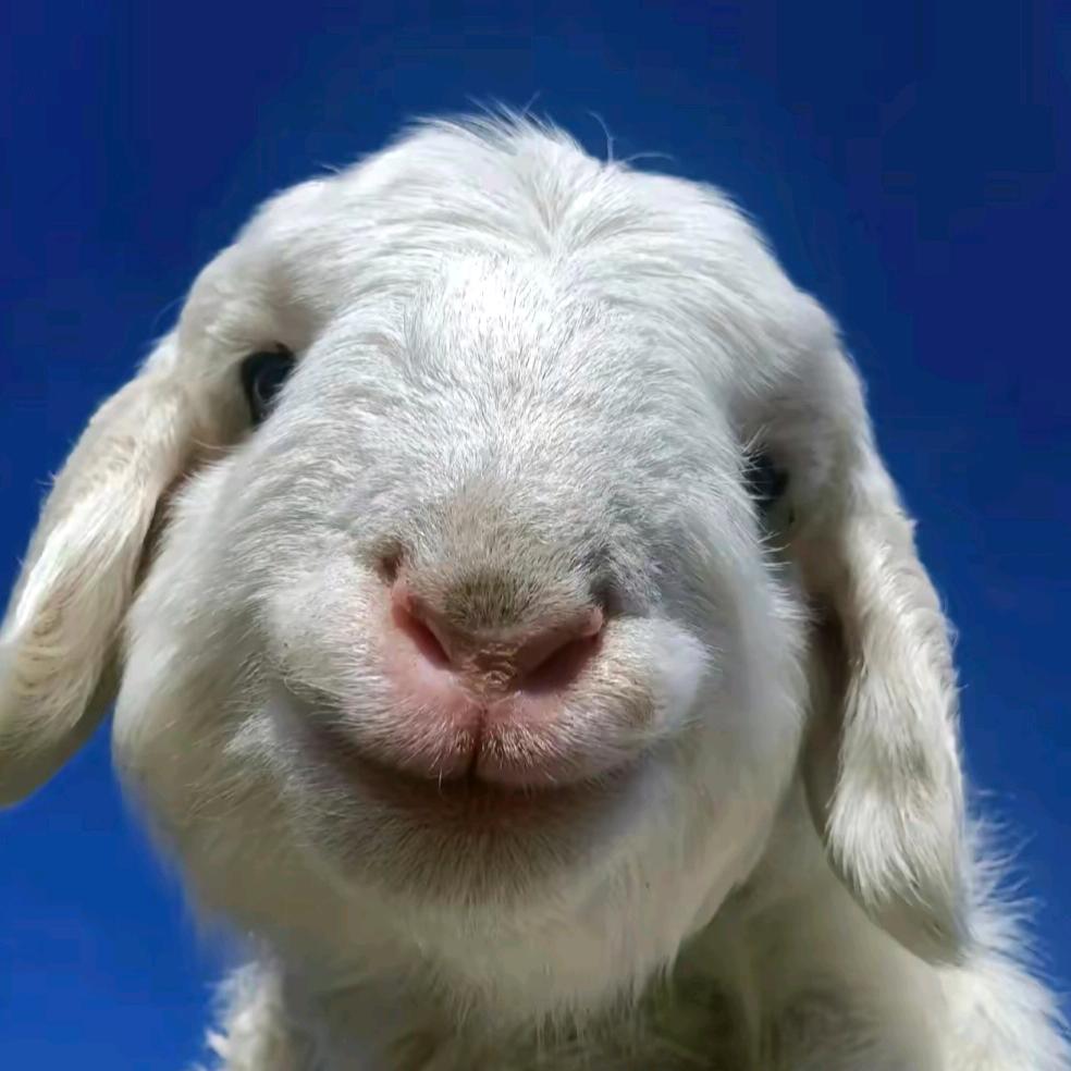 今天对张总又心动了