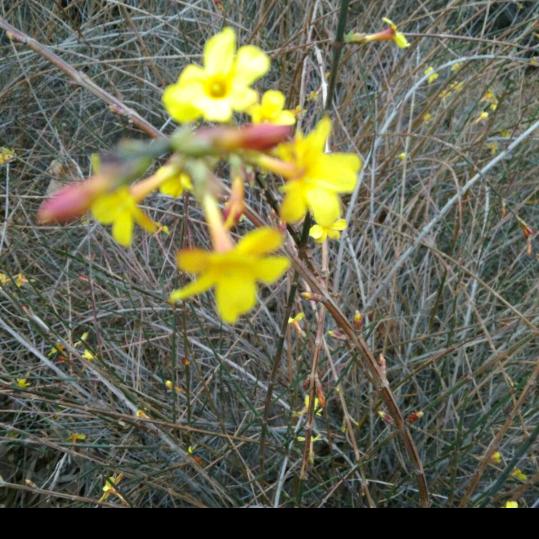 安阳卡德维吊顶