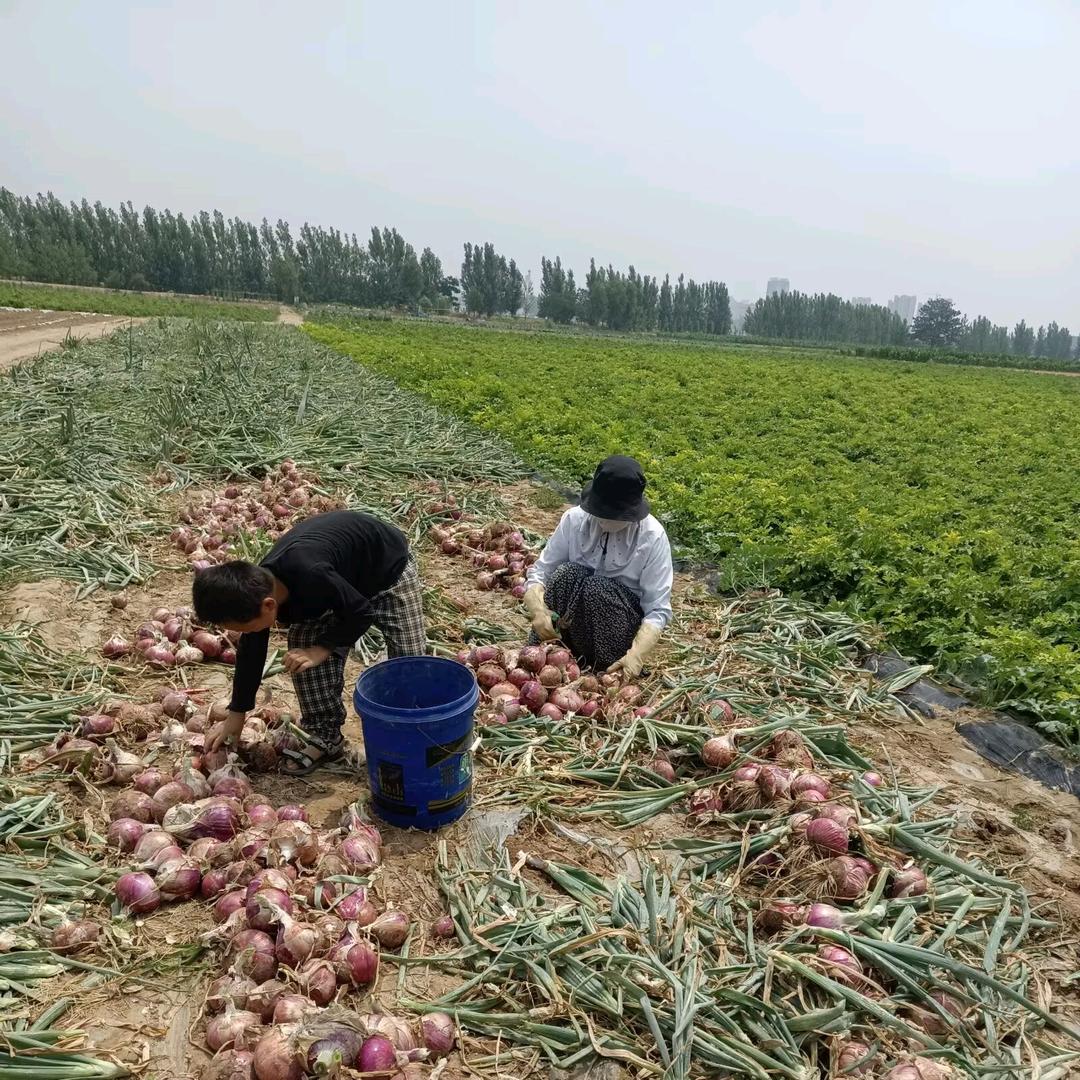 兰妮的乡村生活