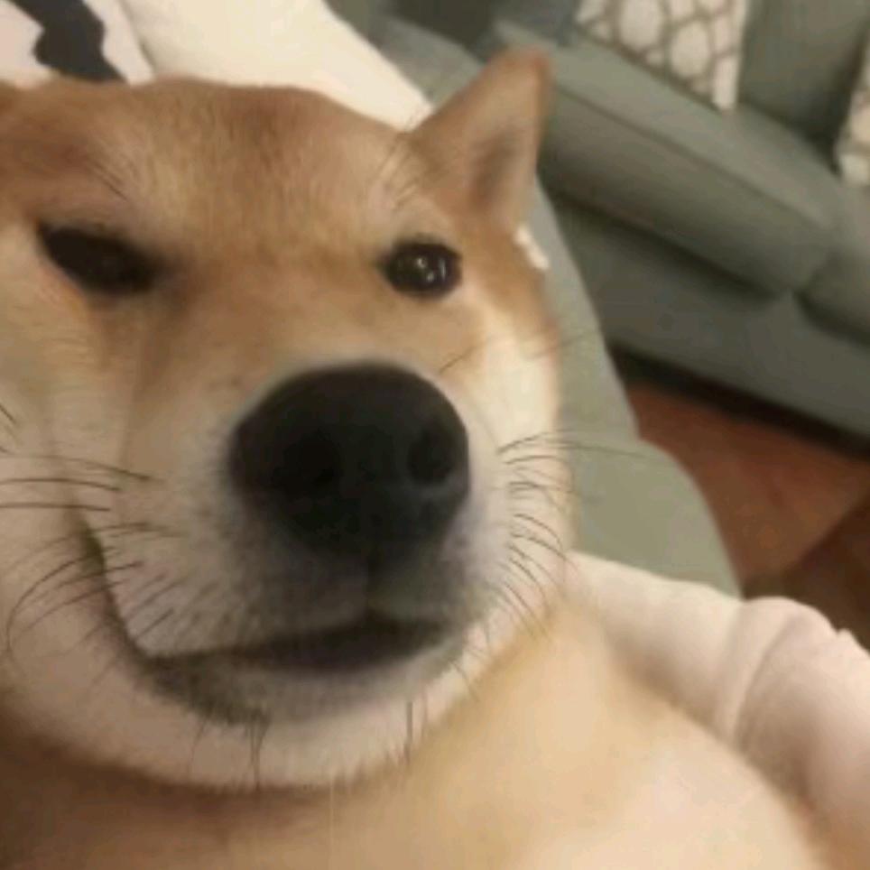 是语不是雨🌧️