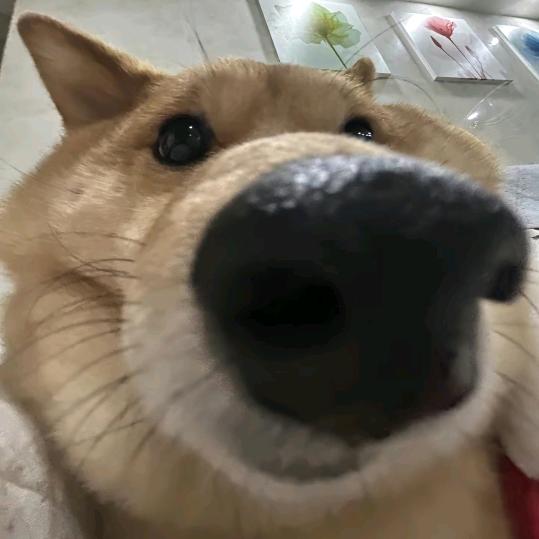 云下梨