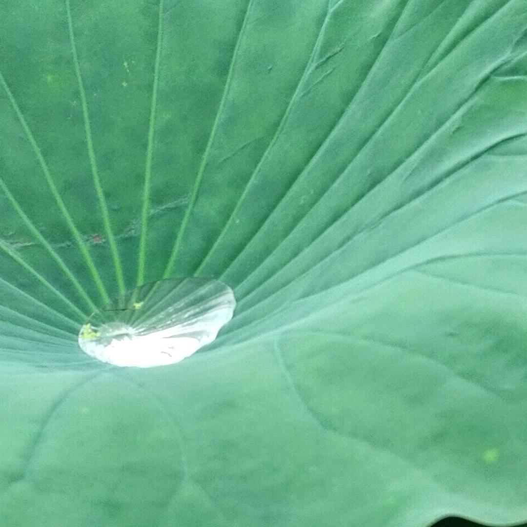 XX6夏仕莲