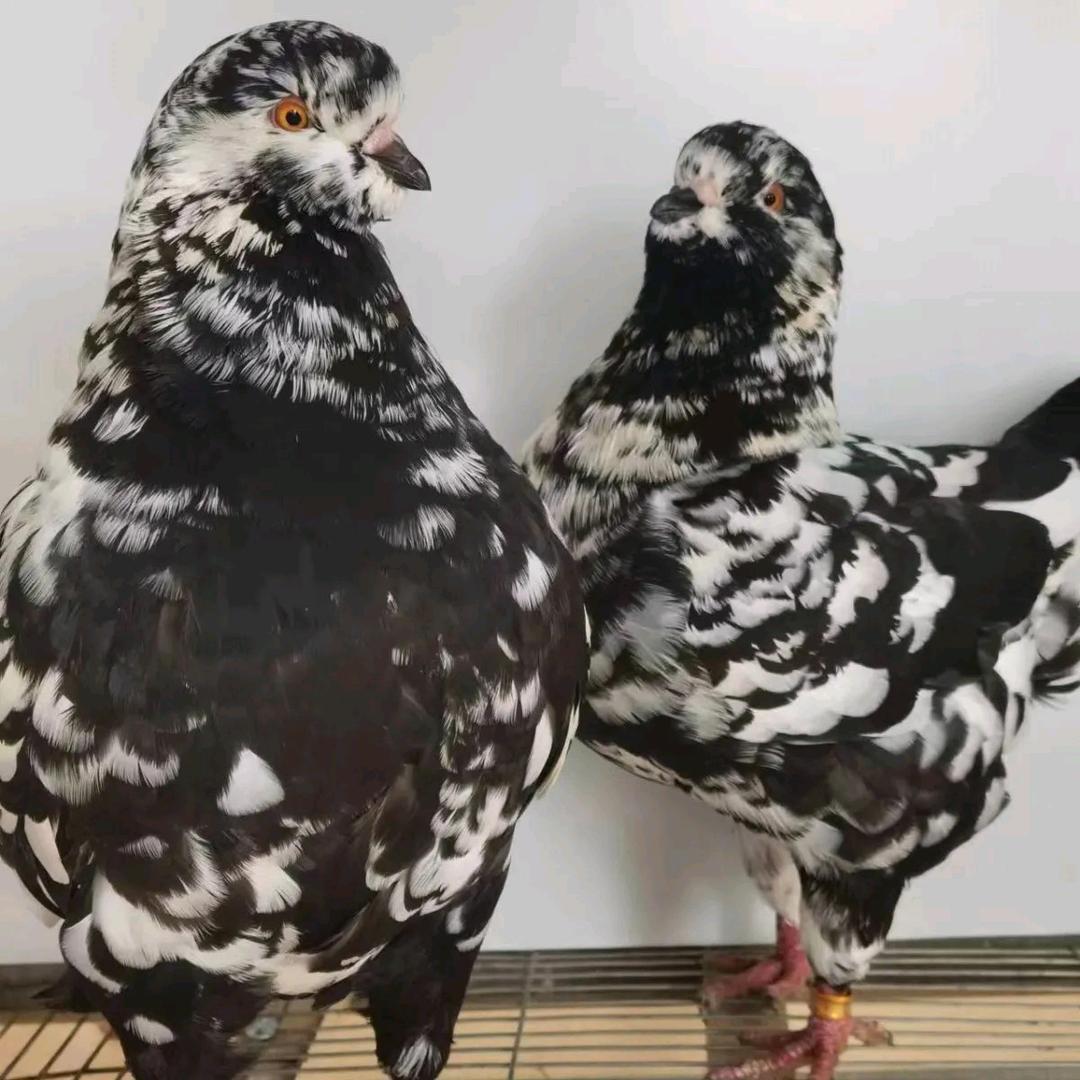 小鹿养鸽