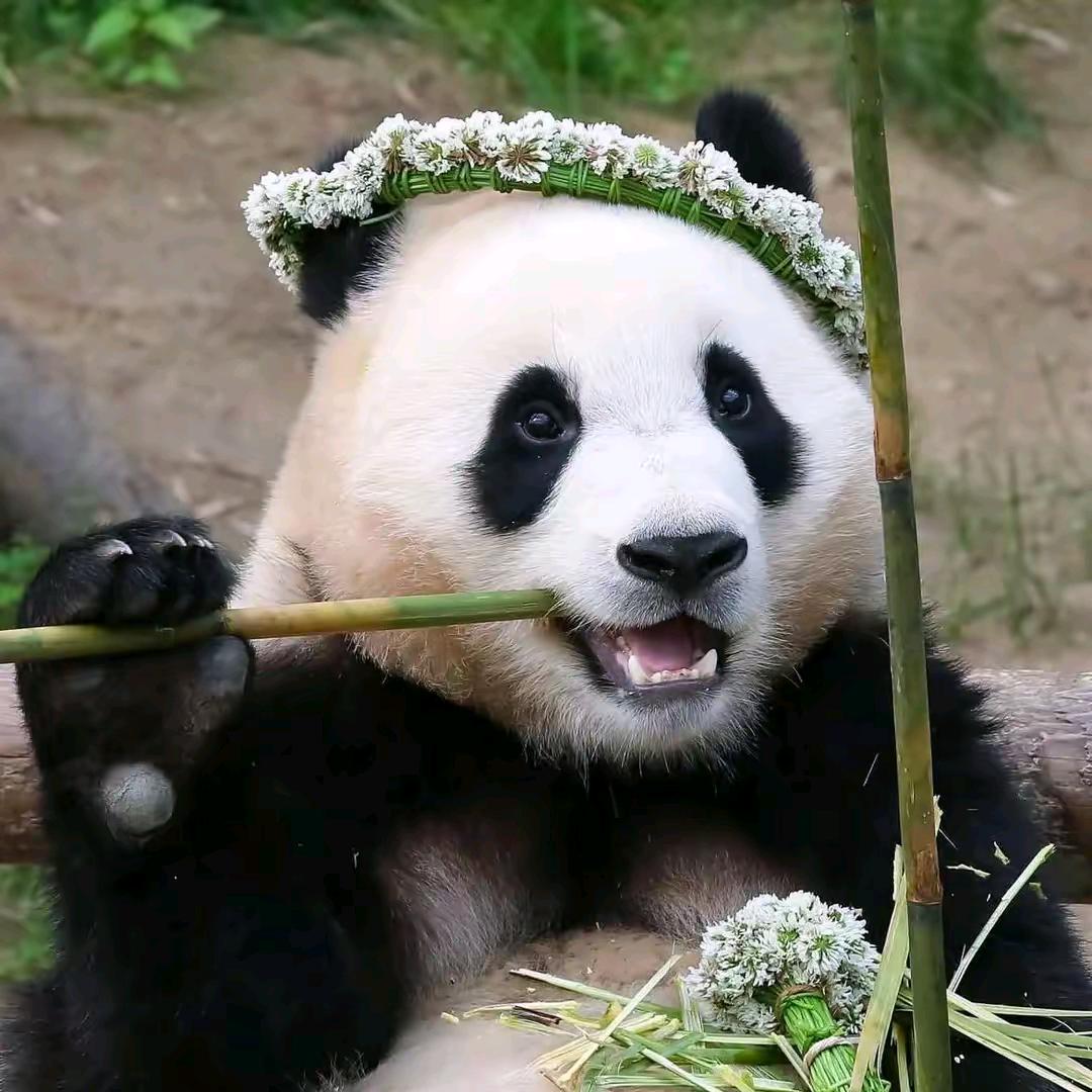 诗和远方