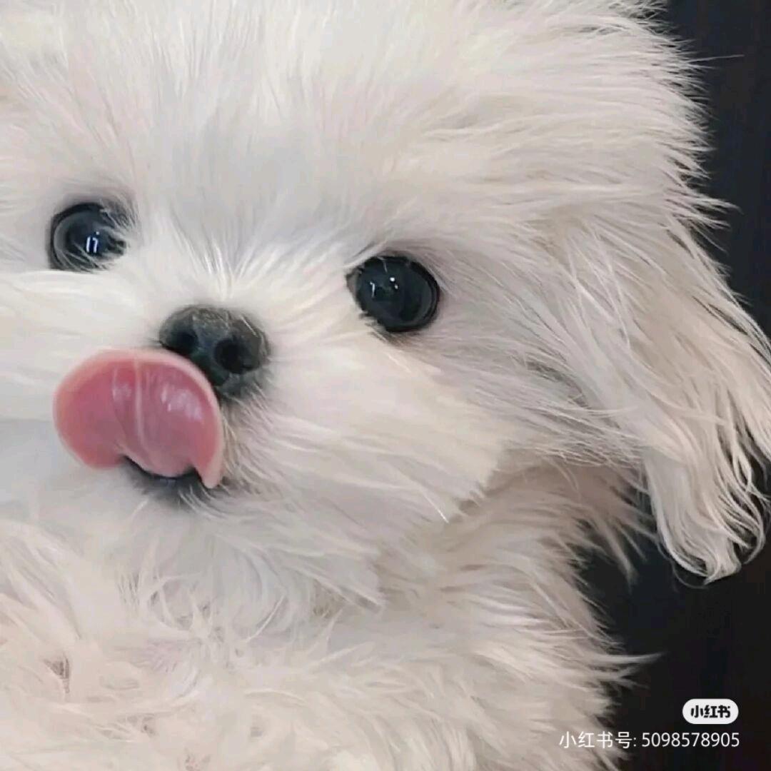 我爱睡觉🌷
