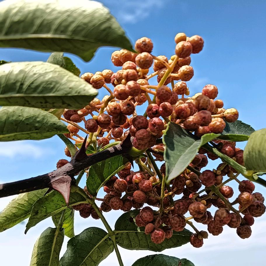 圣源友泰花椒