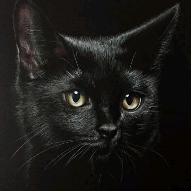 妮妮是只猫（拒绝私聊）