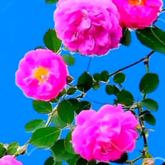 天护神佑anranwuyang🙏🏽