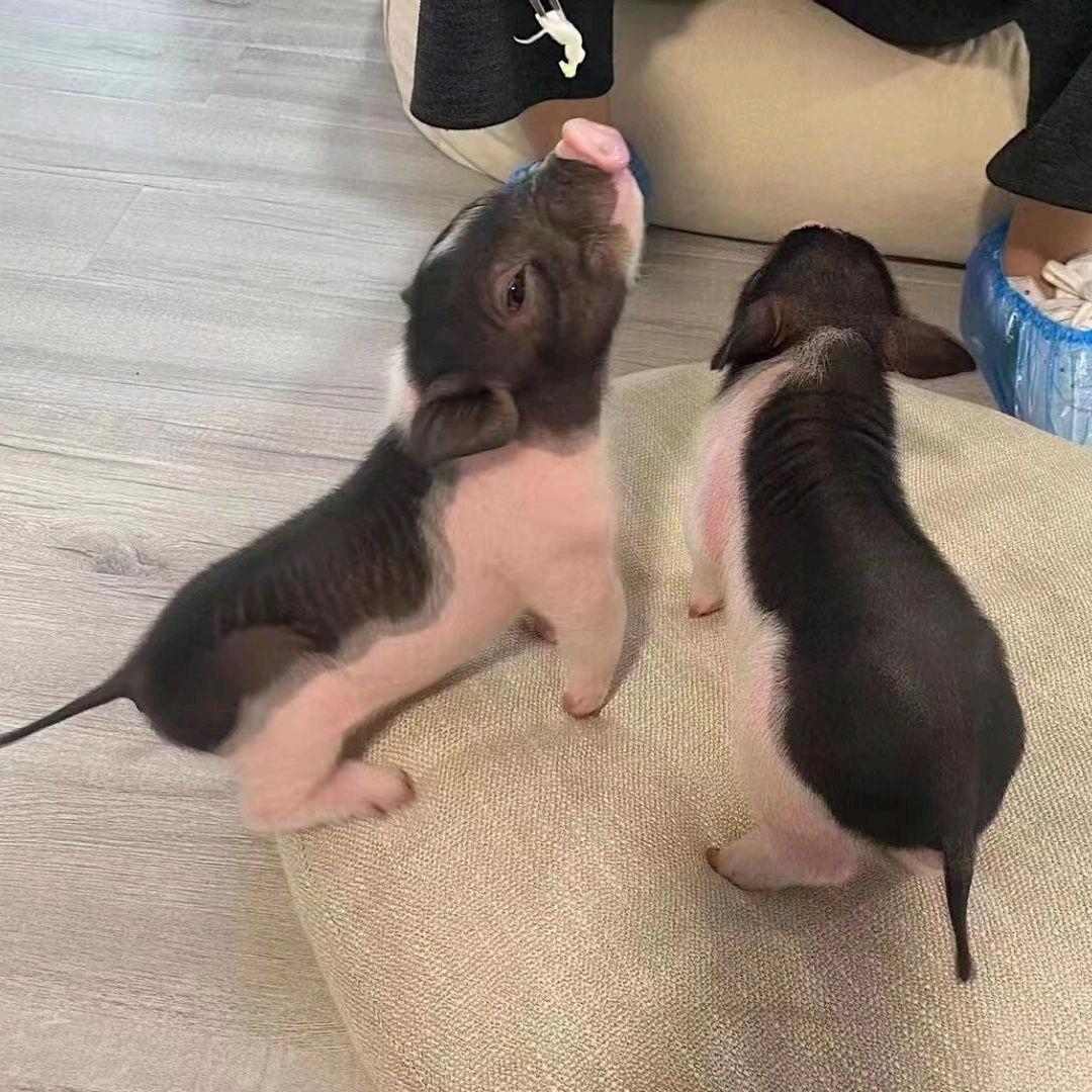 宠物乐园（宠物猪宠物鸭）