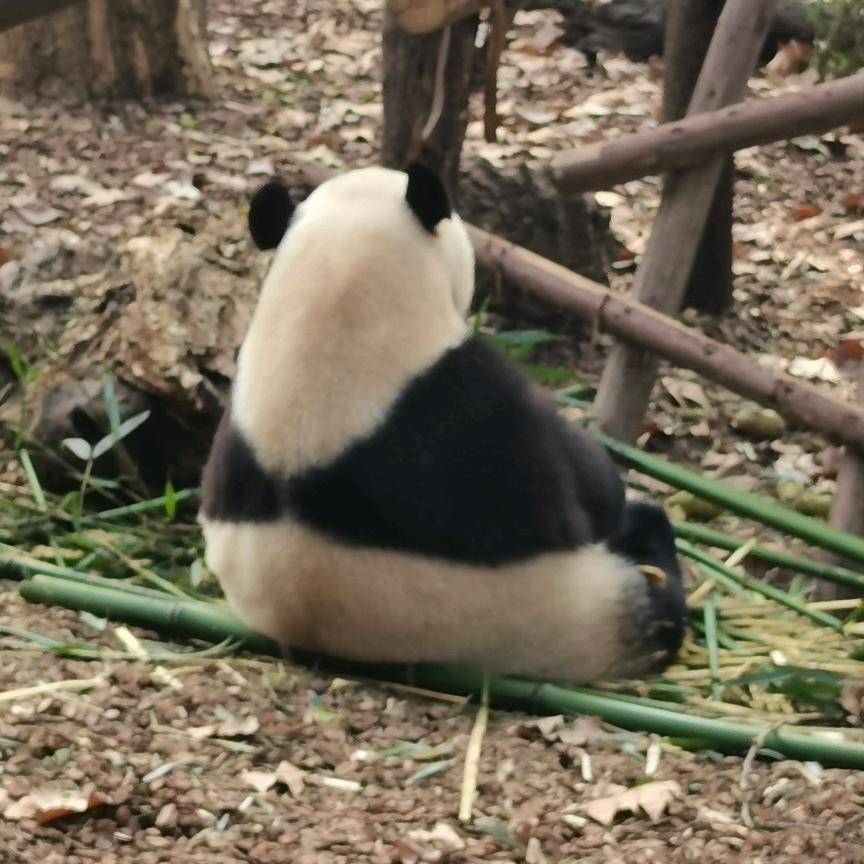 元子