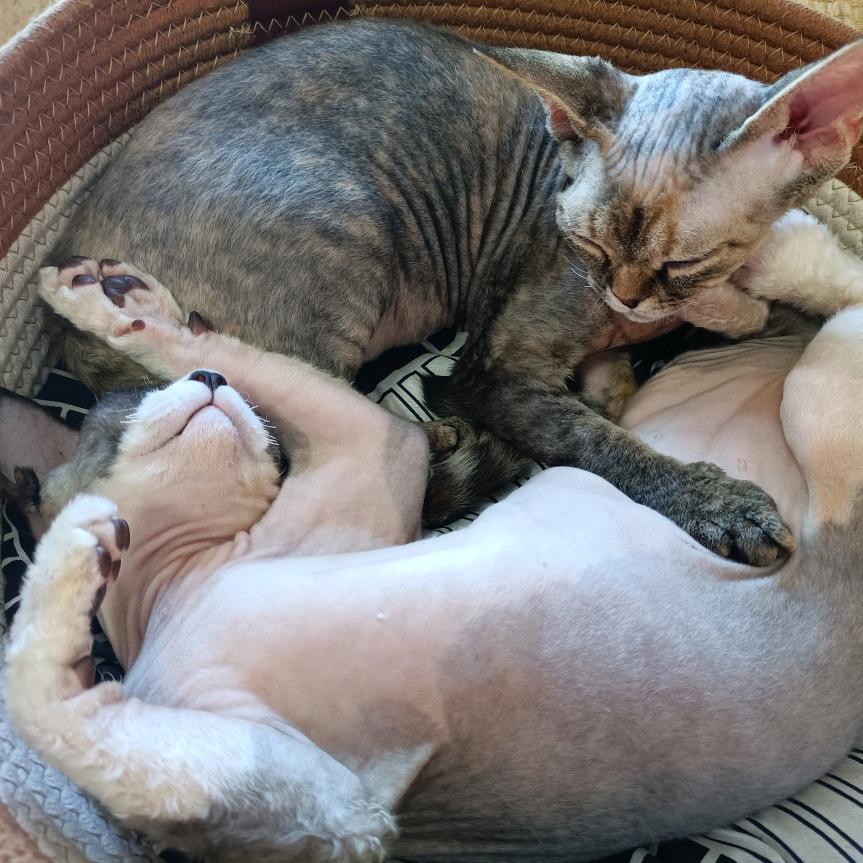 一盆两坨猫