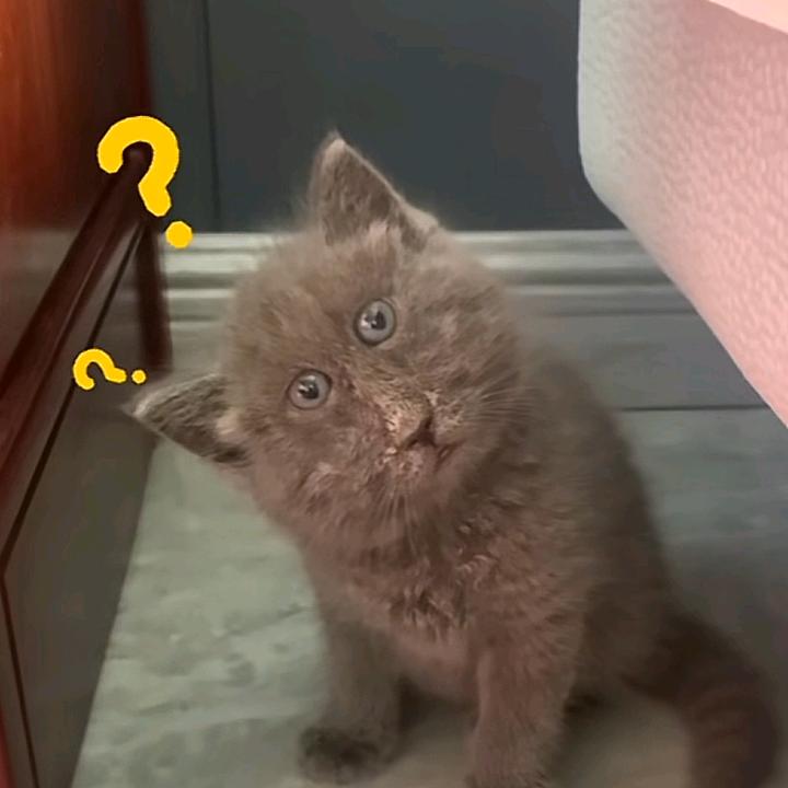 彭彭不想睡