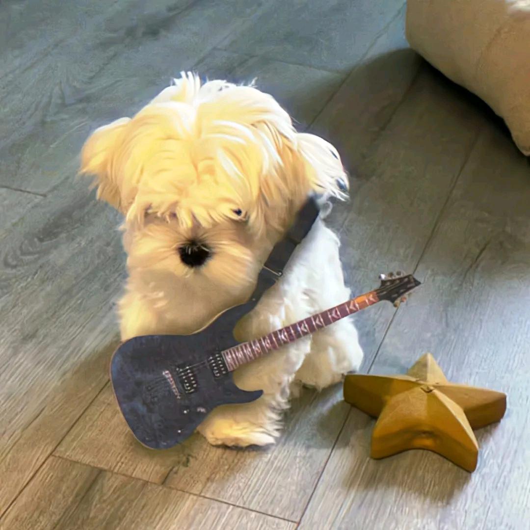 怎么样才让爸爸同意养狗？