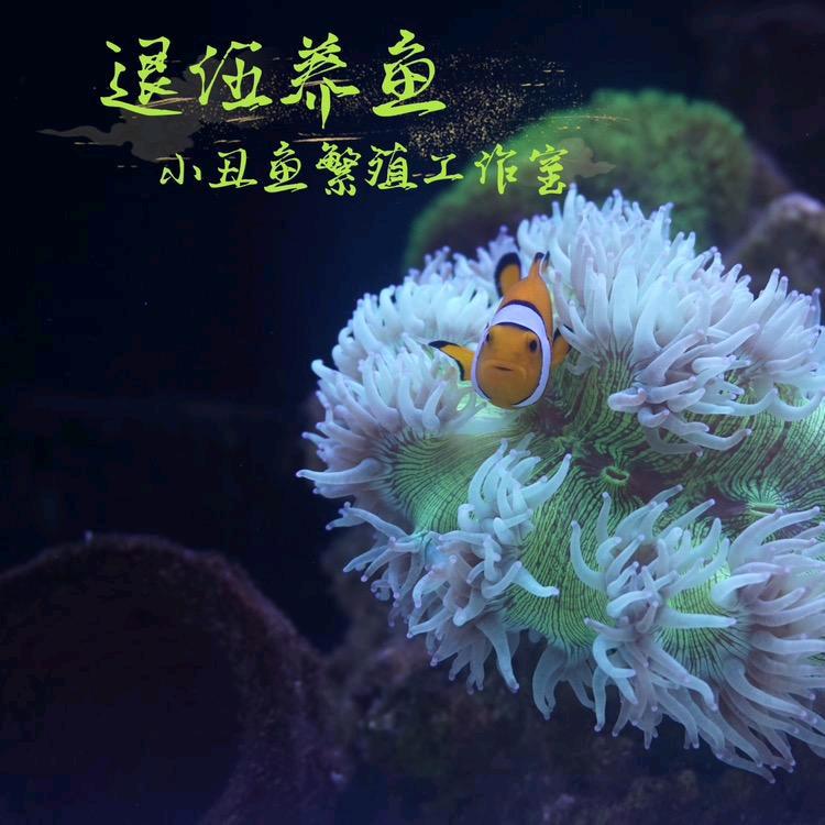 退伍养鱼海洋生物小店