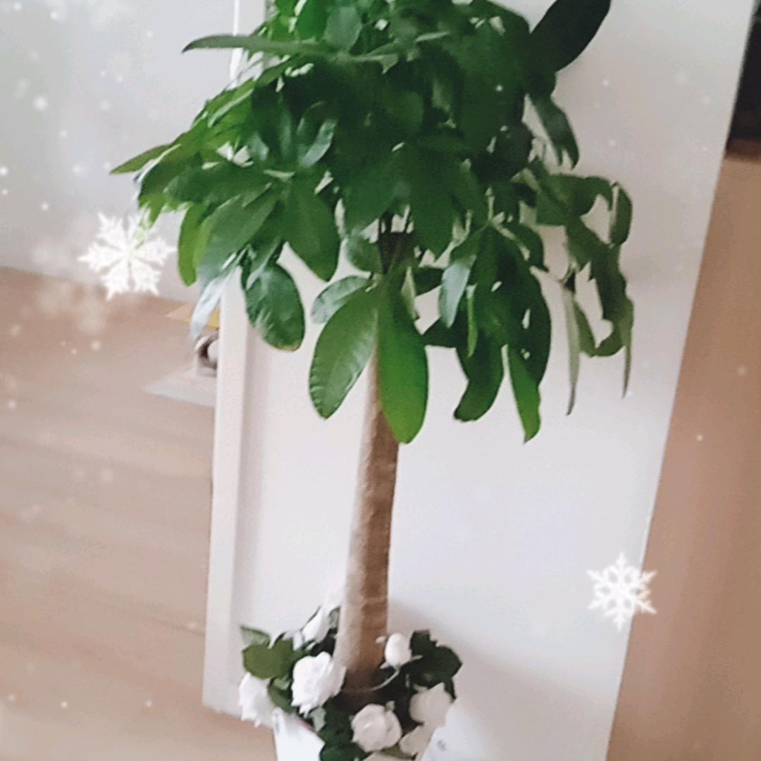 梓如