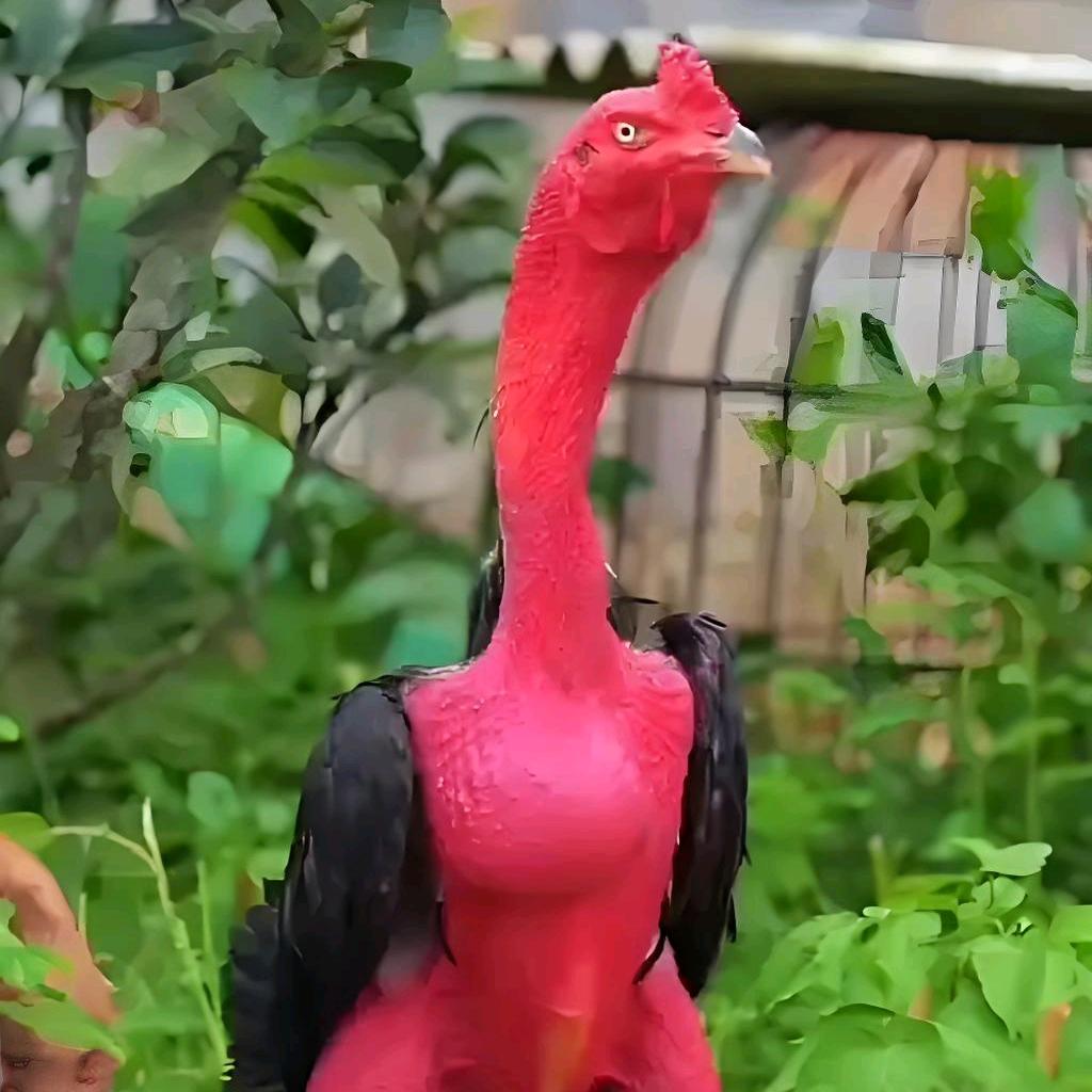 龙哥斗鸡