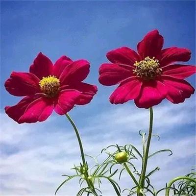 🌸一路花开🌸