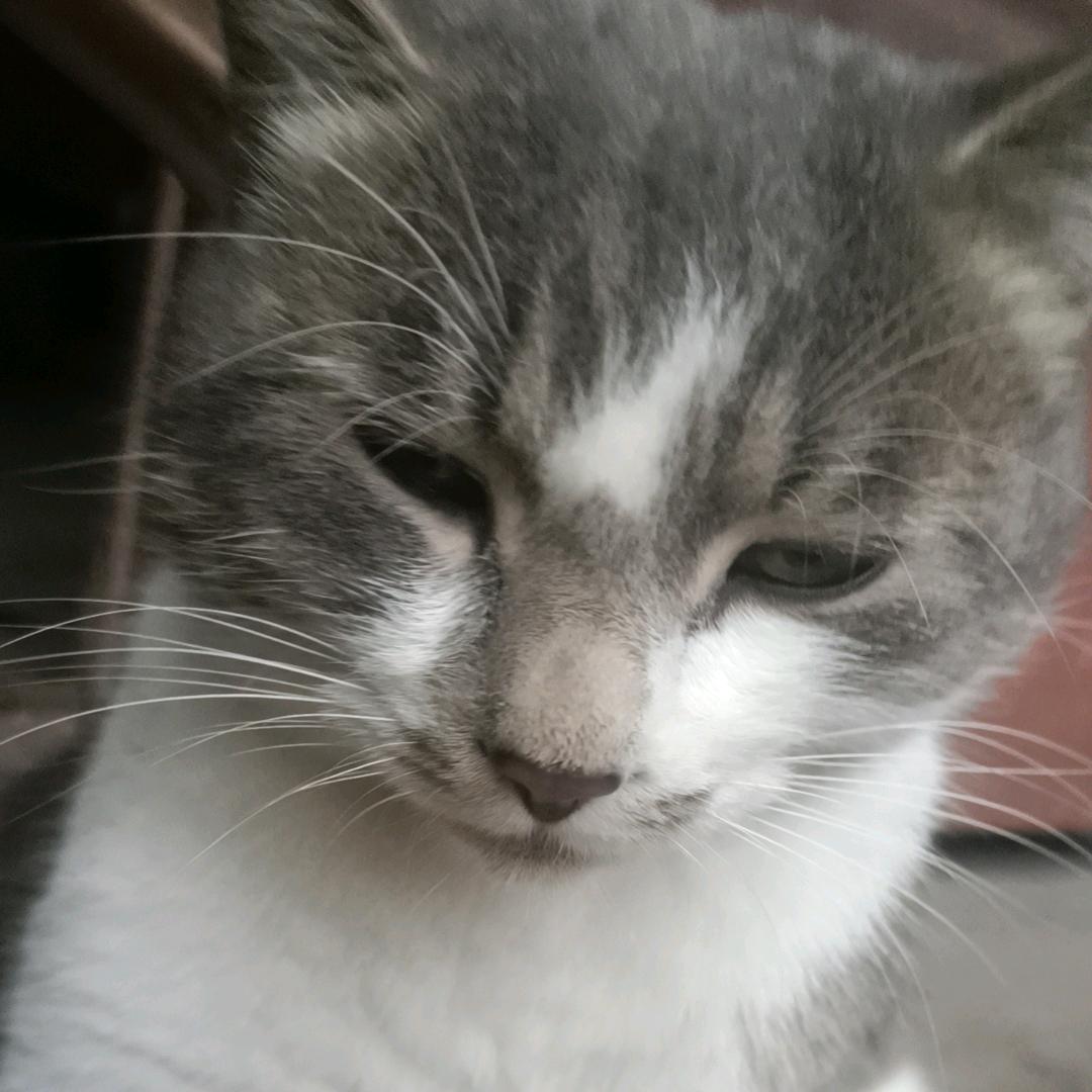 老魏