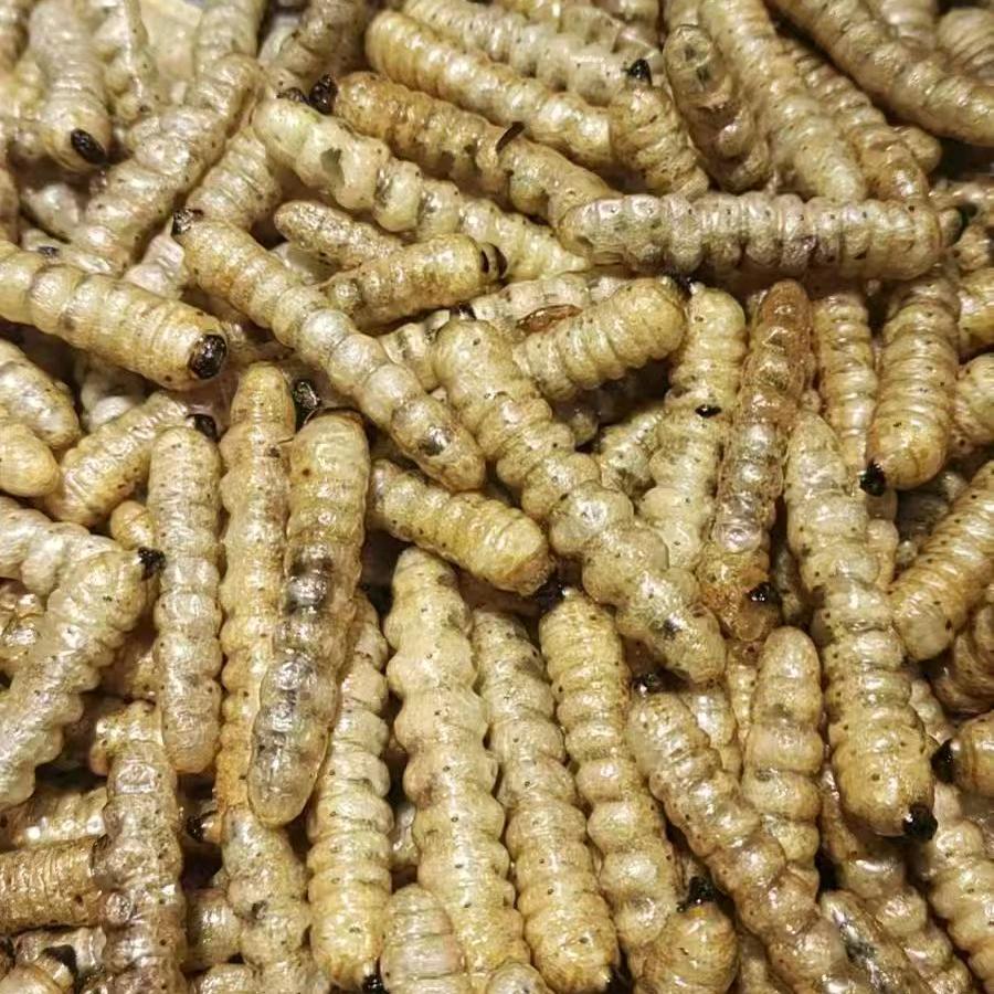 昆虫生鲜批发部