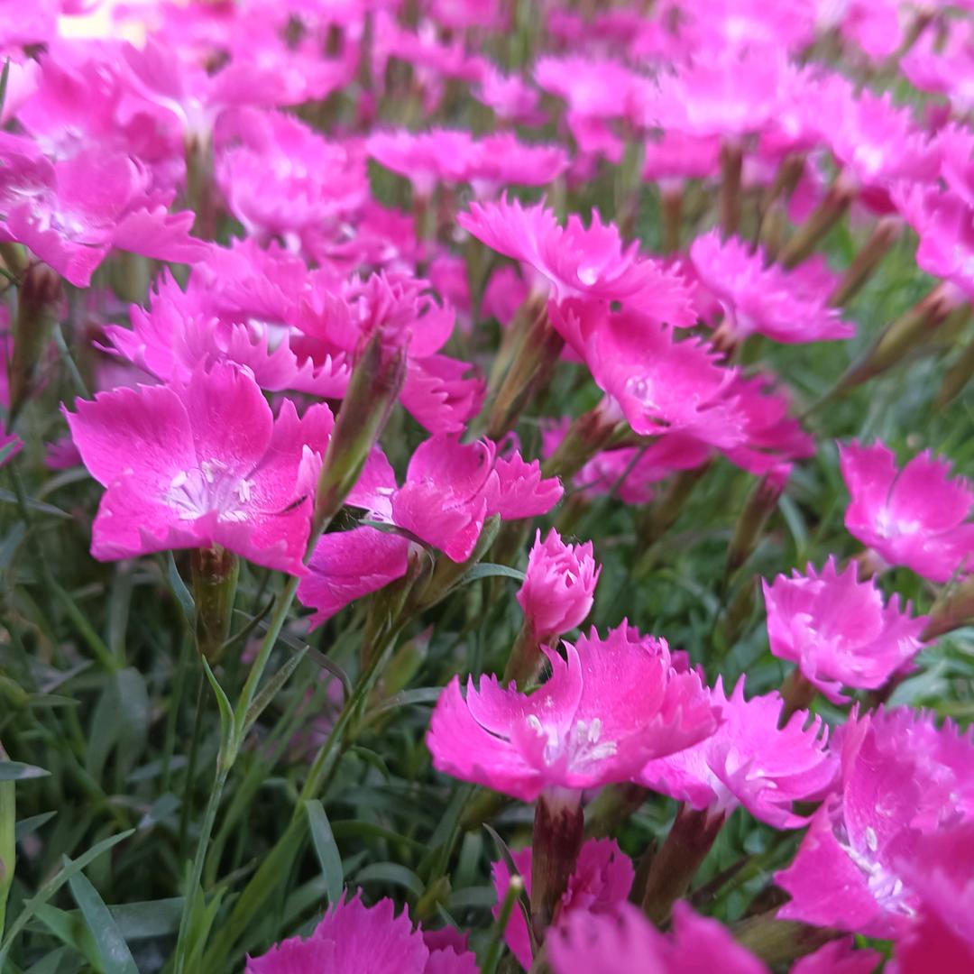 ᝰ᭄倾听ξ雨落