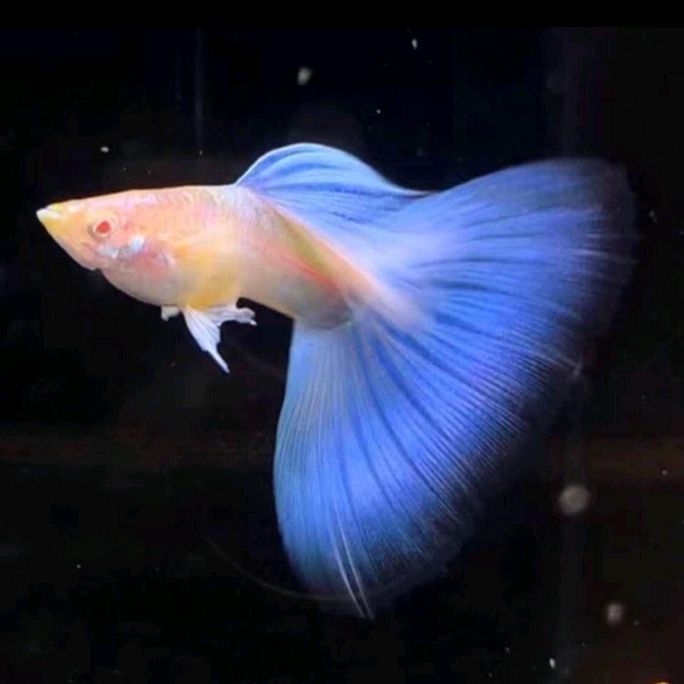 明铎水族馆（孔雀鱼批发零售）